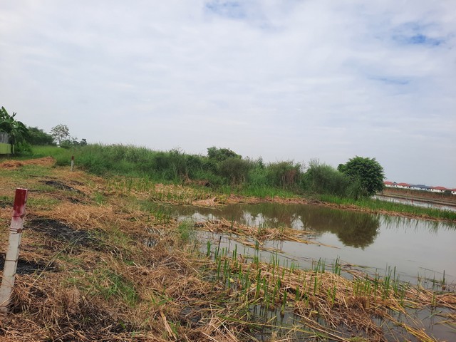 ที่ดินคลองหกใกล้ ม.ราชมงคลธัญบุรี เพียง 5.5 กม. ต.คลองคลองหก อ.คลองหลวง