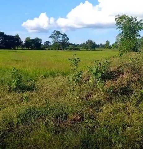 ที่ดิน ขายที่ดินทุ่งนา บ้านนาเพียง ต.สำราญ อ.เมืองขอนแก่น จ.ขอนแก่น 6200000 -  8 Rai 0 ngan 24 ตรว. ไม่ไกลจาก โรงเรียนบ้านนาเพียง NICE ทุ่งนากว้างขวาง มีน้ำ ไฟ และถนนเข้าถึง