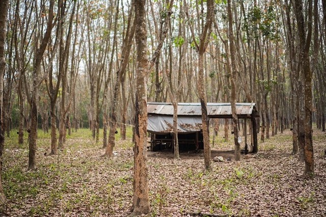 ขายที่พร้อมต้นยางอายุเกิน20ปี ตำบลชากโดน อำเภอแกลง จ.ระยอง