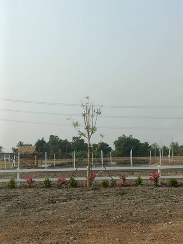 ขายที่ดิน แบ่งขาย เนื้อที่ 100-200 ตารางวา หนองจอก กรุงเทพ