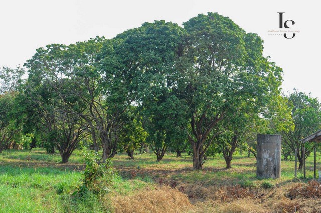 ขายสวนผลไม้สาริกา เมืองนครนายก  ต.สาริกา อ.เมืองนครนายก จ.นครนายก