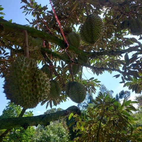 ขายสวนทุเรียนให้ผลผลิตแล้ว เขตอ.เมือง จ.ระยอง 2 ไร่ ไร่ละ 1.6 ล้าน