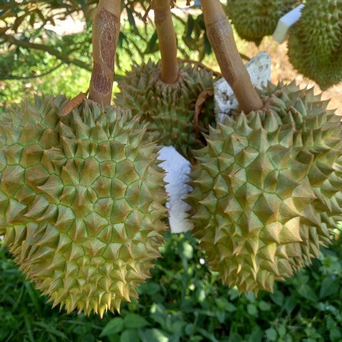 ขายสวนทุเรียนให้ผลผลิตแล้ว เขตอ.เมือง จ.ระยอง 2 ไร่ ไร่ละ 1.6 ล้าน