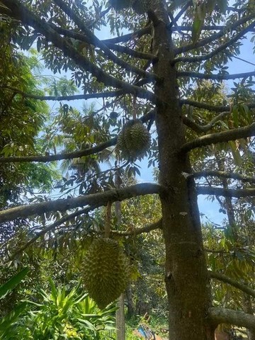 ขายจร้าสวนทุเรียนสวยๆติดถนนคอนกรีต  2ไร่13ตรว เขตอ.แกลง จ.ระยองติดคอนกรีตหน้ากว้างมากราคา 2,750,000 ต่อรองกับเจ้าของได้คร่า  ( สี่แยกเขาดิน)ศาลก๋งเสือ____________________________ทุเรียน 50ต้น5-6ปี 25ต้น  ( มีผลผลิตบางต้น ปีเเรก)4ปี 13ต้นปลูกใหม่20ต้นระบบน้ำพร้อมใช้งาน   ไฟฟ้าประปาครบถ้วน____________________________ อยู่ในชุมชนไม่วุ่นวายห่างสุขุมวิท 2กิโลกว่า  (ฝั่งทะเล)ที่ตั้ง ตำบลทุ่งควายกินอำเภอแกลงจังห