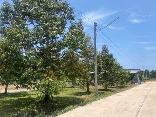 ขายสวนทุเรียนให้ผลผลิต2ไร่เขต อ.แกลง จ.ระยอง ขายเหมา 2.75 ล้านเท่านั้น