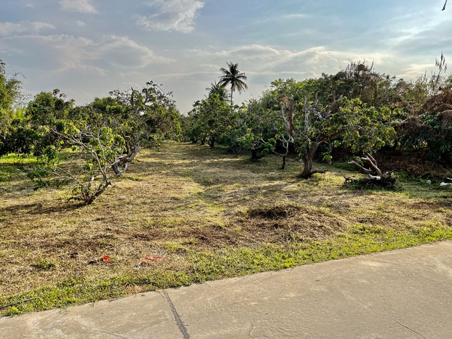 ขายที่ดินสวนลำไยอยู่ในชุมชน วัดต้นเหียว หน้าติดถนนคอนกรีต  บ้านต้นเหียว ต.ยางเนิ้ง อ.สารภี เชียงใหม่  