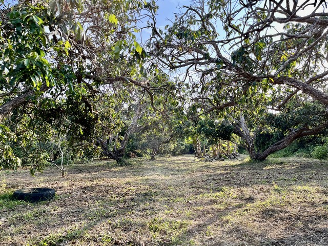 ขายที่ดินสวนลำไยอยู่ในชุมชน วัดต้นเหียว หน้าติดถนนคอนกรีต  บ้านต้นเหียว ต.ยางเนิ้ง อ.สารภี เชียงใหม่