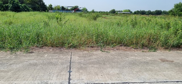 ที่ดินคลอง5 ที่สวยมากติดถนนคอนกรีต น้ำไฟหน้าแปลง 4 ไร่ แบ่งได้ยกแปลง 2 ไร่