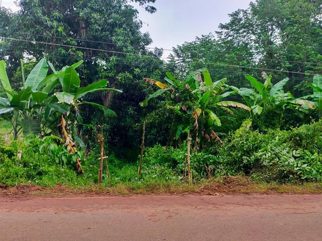 ขาย ที่ดิน ต.ดอนเตย อ.นาทม จ.นครพนม        PAP8-0621