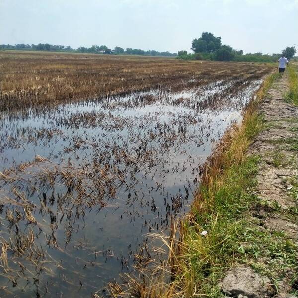 ที่ดินเปล่า เหมาะสำหรับทำที่พักอาศัย ลาดหลุมแก้ว จ. ประทุมธานี