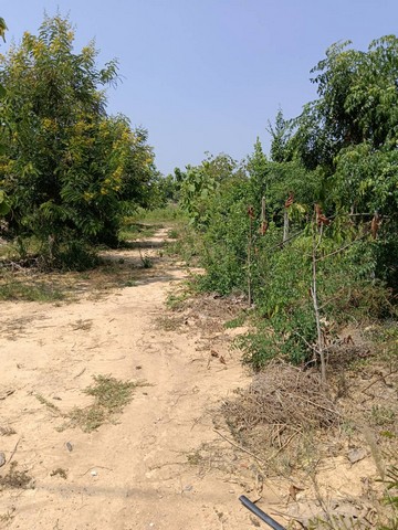 ขายที่ดินติดถนนลาดยาง  อำเภอปราณบุรี จังหวัดประจวบคีรีขันธ์ จำนวน 10 ไร่