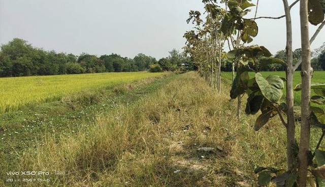 ขายที่ดินทำเลทอง  11 ไร่ เหมาะสำหรับ ปลูกบ้าน ร้านอาหารแนวโคกหนองนาคาเฟ่ รีสอร์ท  อำเภอเมือง จังหวัดสุพรรณบุรีที่ตั้ง : ตำบลดอนโพธิ์ทอง อำเภอเมือง จังหวัดสุพรรณบุรี https://maps.app.goo.gl/aN7pJV4bSnCkGxRd7ขนาดพื้นที่ : 11 ไร่รายละเอียดแปลงใหญ่แบ่งขายหรือต้องการแปลงใหญ่จัดให้ติดถนนลาดยางหน้ากว้าง 43 เมตร เหมาะสำหรับ ปลูกบ้าน ร้านอาหารแนวโคกหนองนาคาเฟ่ รีสอร์ท เดินทางเข้าเมืองใช้เ