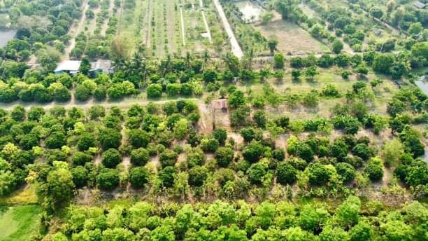 ขายยกแปลง 23.5 ล้าน 11-1-92.7 ไร่ ยางเนิ้ง สารภี ผังสีเหลือง สามารถทำโครงการบ้านจัดสรรได้ สาธารณูปโภคครบครัน