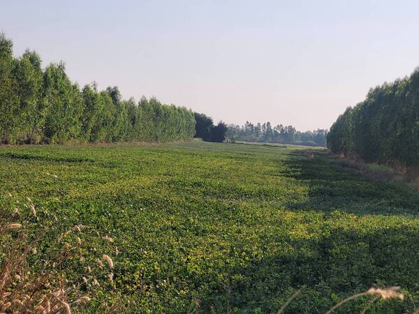 ขายที่ดินทำเลทอง 10 ไร่ แขวงสลกบาตร เขตขาณุวรลักษบุรี จังหวัดกำแพงเพชร