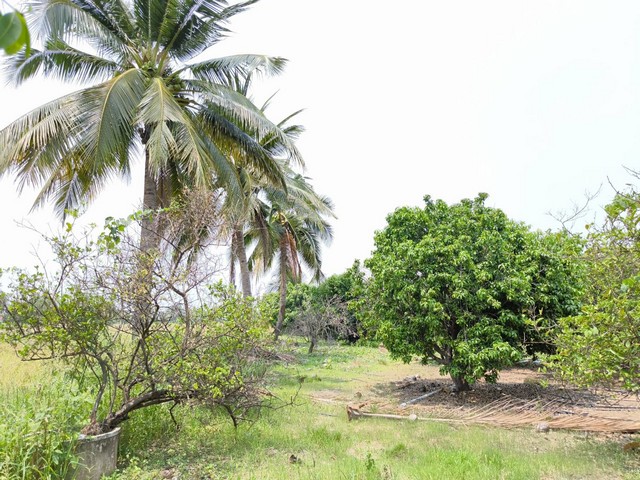 ขายที่ดินพร้อมสวน 4-1-97 ไร่ ใกล้วัดหนองบอน อ.วังทอง จ.พิษณุโลก