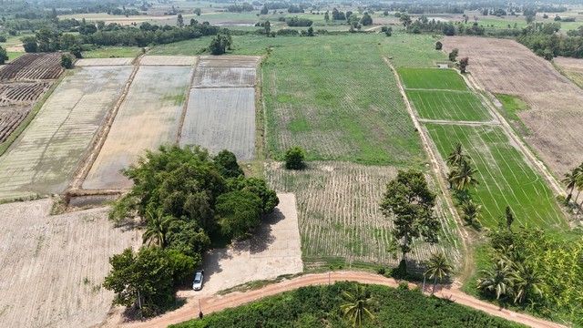 ขายที่ไร่อ้อย 15 ไร่ 2 งาน 50 ตร.วา ต.ปลักแsด อ.บางระกำ จ.พิษณุโลก