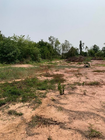 ขายที่ดินเปล่าถมแล้ว ขนาดพื้นที่ 3 - 2 – 97.1 ไร่ ใกล้สะพานข้ามแยกอินโดจีน ต.วังพิกุล อ.วังทอง จ.พิษณุโลก