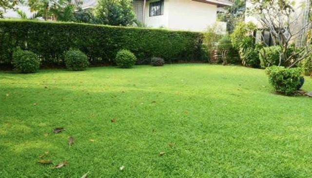 ให้เช่าบ้านเดี่ยว 2 ชั้น 250 ตรว. 4 นอน สุขุมวิท 71ซอยปรีดี 42 พร้อมสระว่ายน้ำส่วนตัว ใกล้ BTS พระโขนง ARL รามคำแหง เฟอร์พร้อมอยู่