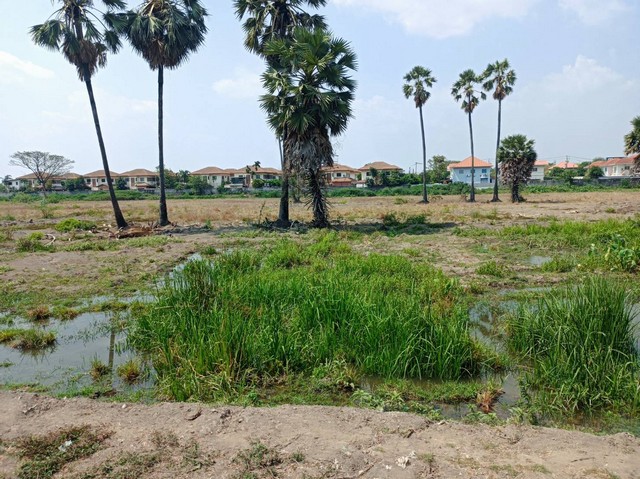 ขายที่ดิน 664 ตรว. ติดคลองบางโพธิ์เหนือ อ.สามโคก จ.ปทุมธานี