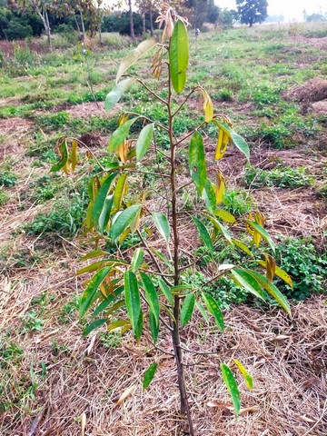 ขายที่ดิน 23 ไร่ อ.เทิง จ.เชียงราย ราคา 6.9 ล้านบาท (ฟรีค่าโอน ฟรีค่าธรรมเนียม)