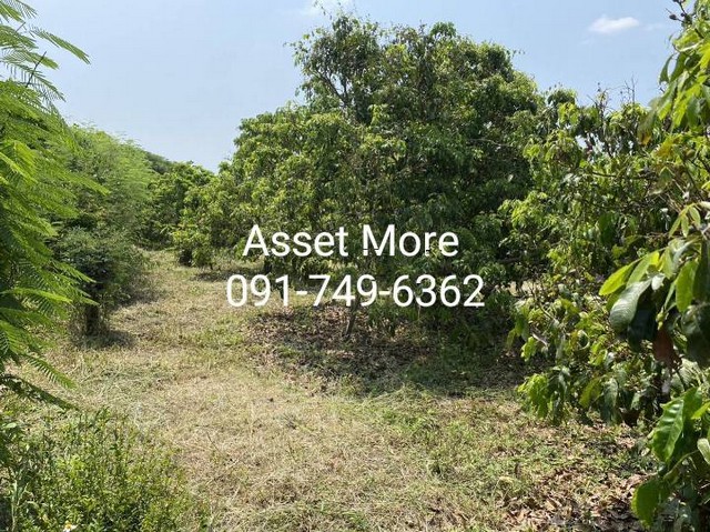 ขายถูก !!  ขายยกแปลง สวนลำไย เนื้อที่ 2 งาน 20 ตารางวา ป่าซาง ลำพูน  ทำเลดี  ด้านหน้าติดถนนราดยาง ใกล้แหล่งชุมชน