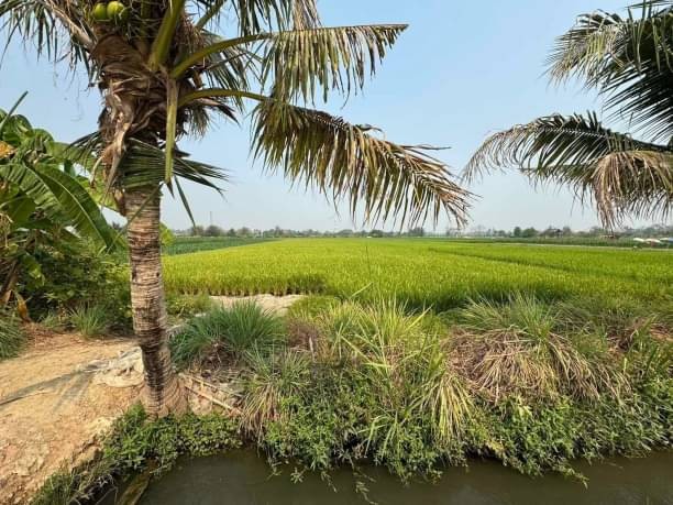 โซนแม่วาง ขายที่นาสวย เพียง 1.3 ล.เท่านั้น 2-1-80 ตรว. ติดถนน วิวทุ่งนา วิวภูเขา ซื้อทำโฮมสเตย์ เปิดคาเฟ่ ร้านอาหาร ก็ได้