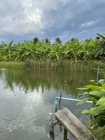 ให้เช่าที่ดิน เนื้อที่ 30 ไร่ ตำบลบางช้าง อำเภอสามพราน จังหวัดนครปฐมที่ตั้ง : อำเภอสามพราน จังหวัดนครปฐมhttps://maps.app.goo.gl/QYhtL3YVn7qkrqXd6ขนาดพื้นที่ : 30 ไร่รายละเอียด - มีถนนเข้าถึงพื้นที่ เดินทางได้สะดวก- สาธารณูปโภคเข้าถึง ทั้งน้ำประปา และไฟฟ้า-สวนมะพร้าว 20ไร่ รายได้เฉลี่ย 35,000บาท- พื้นที่เป็นสวนผสมผสาน กล้วยหอม กล้วยน้ำว้า มะม่วง ชมพู่ และผลไม้อื่นๆอีกมากมาย-มีพื้นที่เหลือส