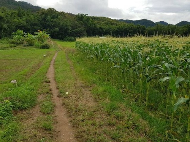 ขายที่ดิน1งาน82ตรว.250,000บ. วิวเขา ติดน้ำ ถนน บ้านแม่สาบ ต.สะเมิงใต้ อ.สะเมิง เชียงใหม่