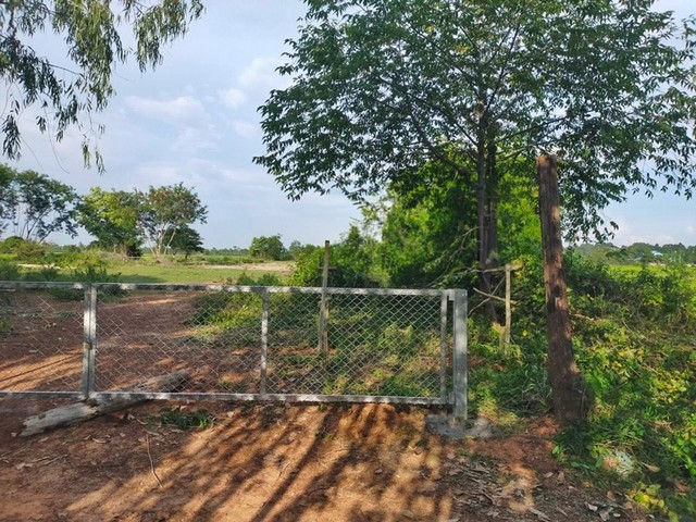 ขาย ที่ดิน ต.ใจดี อ.ขุขันธ์ จ.ศรีสะเกษ     PAP4-0199