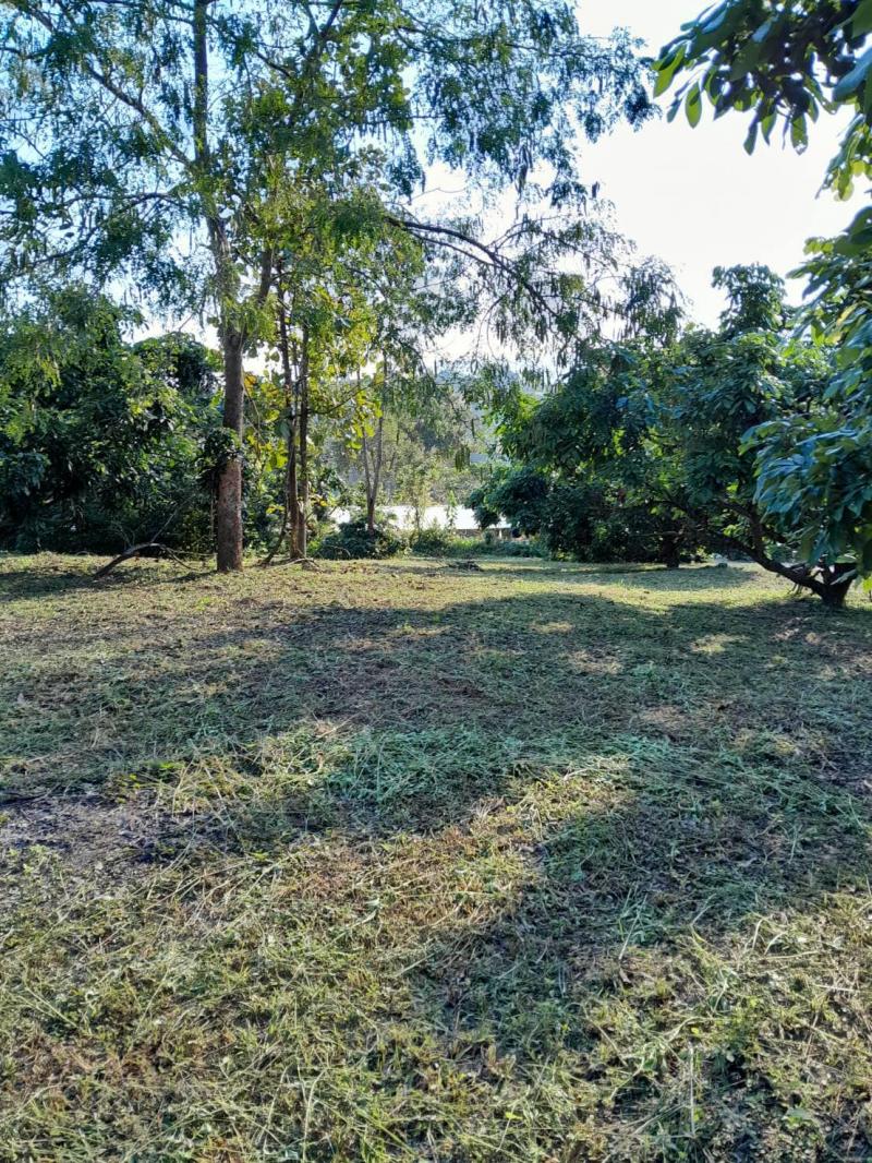 ขายด่วน‼️ที่ดินเห็นดอยหลวงเชียงดาว ราคาเพียง 1.3 ล้านบาทเท่านั้น  มีใบครอบครองสิทธ์สามารถซื้อขายได้ผู้ใหญ่บ้านรับรอง . ที่อยู่ในชุมชนสวยมากค่ะ (หลัง เชียงดาวกู๊ดวิว รีสอร์ท ต.ปิงโค้ง อ.เชียงดาว จ.เชียงใหม่) ที่ดินสวยเหมาะแก่การทำ บ้านสวน บ้านพักตากอากาศ เกษตร ฯลฯ. - ขนาดพื้นที่ 2 ไร่ (800 ตร.ว) - หน้ากว้าง 65 เมตร - มีต้นลำใย 30 ต้น - ต้นมะม่วง 20 ต้น - ขอไฟได้ - ขอบ้านเลขที่ไ