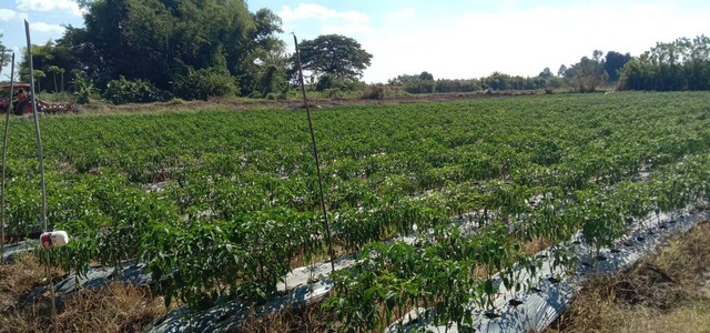 โปรลดแรงเอาใจลูกค้าแถมราคาคุยต่อรองได้  ขายที่ติดแม่น้ำโขง ต.กุดบง อ.โพนพิสัย จ.หนองคาย หน้าติดถนนโยธาธิการ  หลังติดแม่น้ำโขง ไร่ละ 2ล้านบาท โทร 096-882-1857