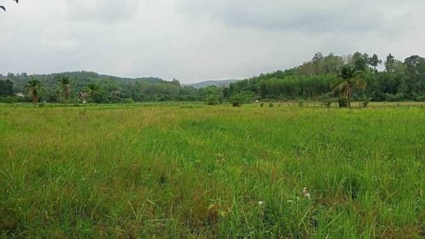 โซนแม่ริม ขายยกแปลง 5 ล้าน เนื้อที่ 6-2-33 ตรว. วิวภูเขา ที่ดินสวย บรรยากาศดี มีน้ำจากลำเหมืองผ่าน เป็นพื้นที่การเกษตรได้ตลอดปีน้ำไม่ท่วม