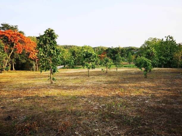 โซนน้ำแพร่ ขายที่ดินสวยตรว.ละ 12,000 บาท หางดง ที่ดินเปล่า 5 แปลง ติดน้ำ วิวภูเขา ล้อมรอบด้วยธรรมชาติ ไม่ไกลเมือง