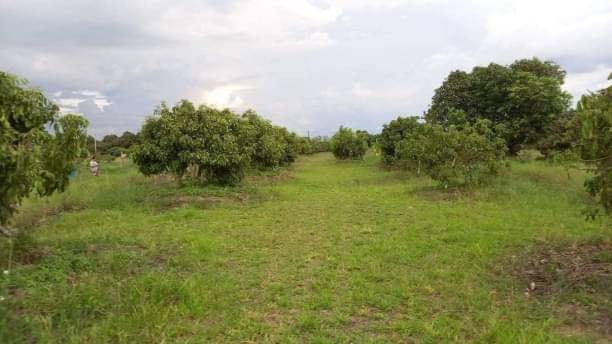 โซนหางดง ขายที่ดิน 4.7 ล้าน 5 ไร่ 10 ตรว. หารแก้ว บ้านและทึ่ดิน บ้านชั้นเดียว 1 หลัง พร้อมเฟอร์นิเจอร์ มีผลไม้หลากหลายชนิด มีน้ำตลอดทั้งปี