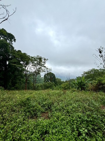 ขายที่ดินยอดดอยโป่งแยง(อำเภอแม่ริม) วิวสวยที่สุดในเชียงใหม่ ขนาด 905 ตารางวา