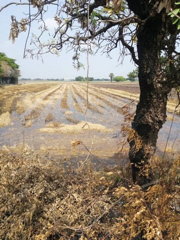 ขายที่ดิน 6 ไร่  1 งาน 85.3 ตารางวา ติดมอเตอร์เวย์ลำลูกกา. ใกล้ห้าง BigC Place,สนามกอล์ฟธัญญะ