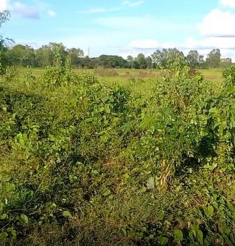 ขายอาคารพาณิชย์ 3 ชั้นครึ่ง 2 คูหา ปากซอยวัดพันท้ายนรสิงห์ อำเภอเมืองจังหวัดสมุทรสาคร