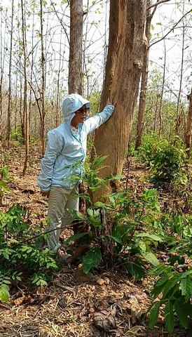 ขายที่ดิน(โฉนดครุฑแดง น.ส.4 จ.) พร้อมต้นสักทองเต็มพื้นที่  6 ไร่ 1 งาน 86.3 ตารางวา จังหวัดแพร่ 