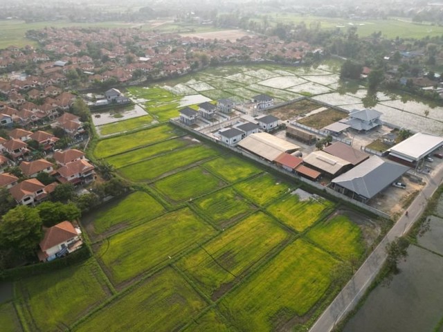 ที่นาติดถนนดำ 2 เลน ผังสีเหลือง สันนาเม็ง สันทราย    