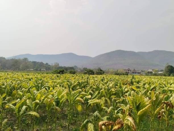 โซนสันกำแพง ขายที่ดิน 13 ล้าน เนื้อที่ 7 ไร่กว่า ร้องวัวแดง วิวภูเขา ติดถนนดำ ห่างจากโรงบาลแม่ออน 500 เมตร