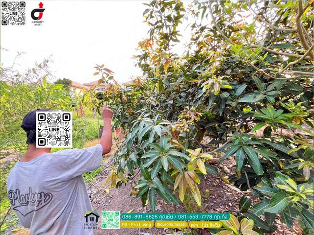 ที่ดินบางบอน 4 ไร่ บางบอน 3 ซอย 8 ทำหอพัก โรงงาน โกดัง คาเฟ่