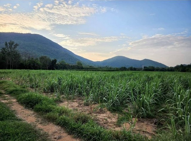 ขายที่ดินเปล่า วิวเขาหลวง ต.หนองกรด อ.เมือง จ.นครสวรรค์