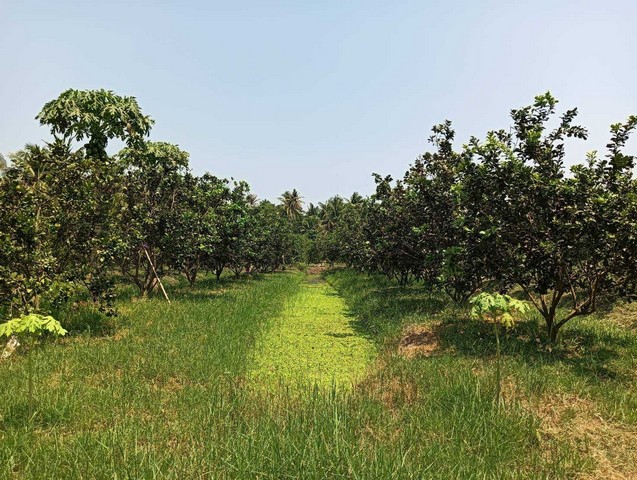 ขายด่วน ที่ดินสวนส้มโอ ติดตลอง   3 ไร่ 1 งาน  บางนางลี่  อัมพวา  สมุทรสงคราม     ZW381