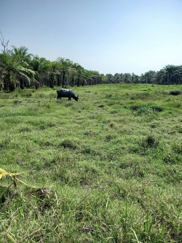 BL141 ขายที่ดินจ.ชุมพร เนื้อที่  6 ไร่   ขายไร่ละ  2.5ล้าน ถนนท่ายาง-ดูนก ใกล้ชายทะเล หาดคอสน  หรือ ทะเลปากหาด ถนนหาดคอสน