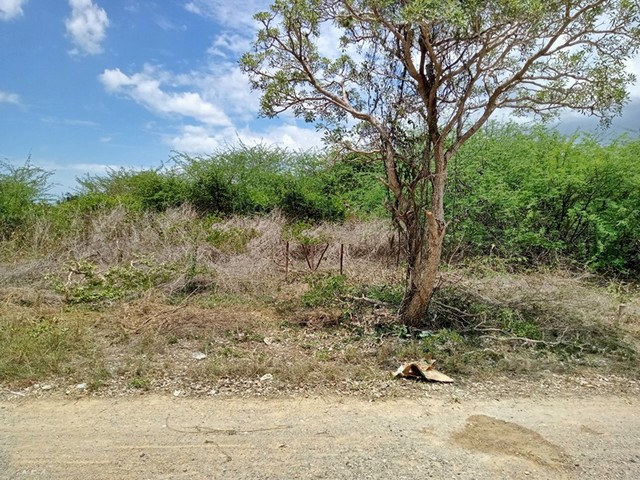 ขาย ที่ดิน ต.ปึกเตียน อ.ท่ายาง จ.เพชรบุรี    PAPC2_0009 C009