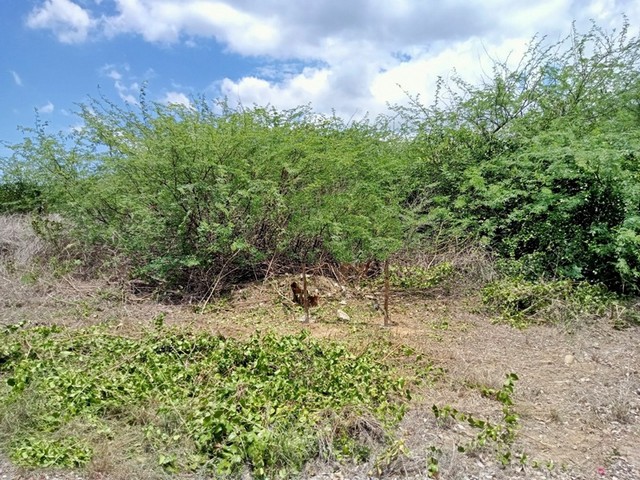 ขาย ที่ดิน ต.ปึกเตียน อ.ท่ายาง จ.เพชรบุรี     PAPC2_0009 C008