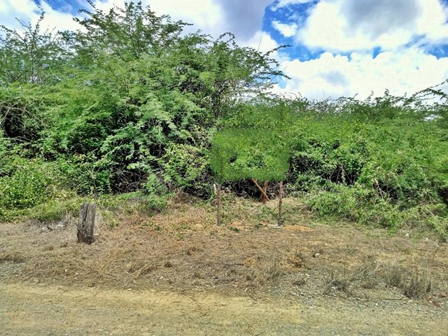 ขาย ที่ดิน ต.ปึกเตียน อ.ท่ายาง จ.เพชรบุรี     PAPC2_0009 C007