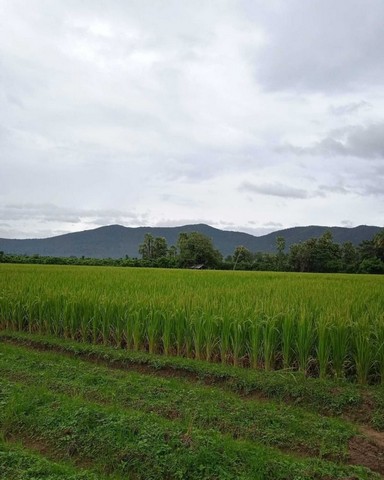 ขายด่วนยกแปลง ที่ดินเป็นทุ่งนา ติดถนน ออนใต้ สันกำแพง 