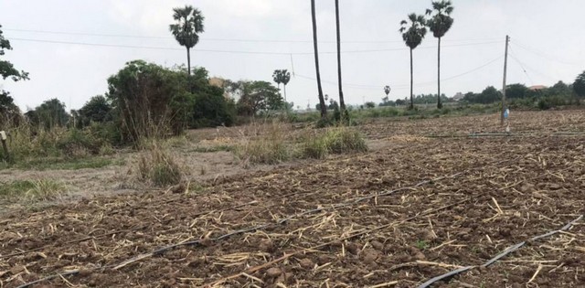 สำหรับชาวนักลงทุนและผู้หาซื้อทรัพย์ดีดี     ขาย ทางสายหลักผ่านหลากหลายจังหวัดแห่งเมืองไทย  ชุมแสง  จ.นครสวรรค์ 300000 บาท.วิวแม่น้ำเกษตรดีงามสวยสมบูรณ์