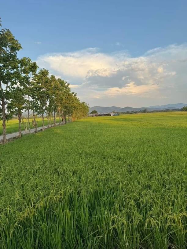 ขายที่ดินด่วน‼️ ไร่ละ 750,000 บาท 4-2-24 ตรว. ดอยสะเก็ด แม่ฮ้อยเงิน แปลงนี้สวยมาก ถนนดี วิวสวย บรรยากาศดี ไฟฟ้าเข้าถึง มีแม่น้ำติดอยู่ด้วย